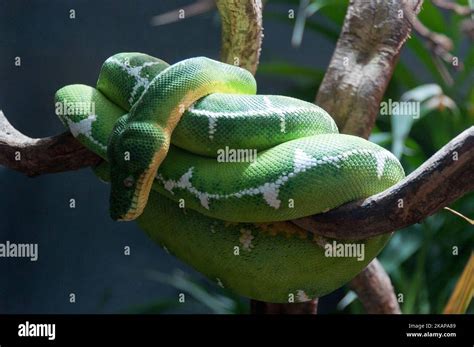 Image result for Emerald Tree Boa Eyes