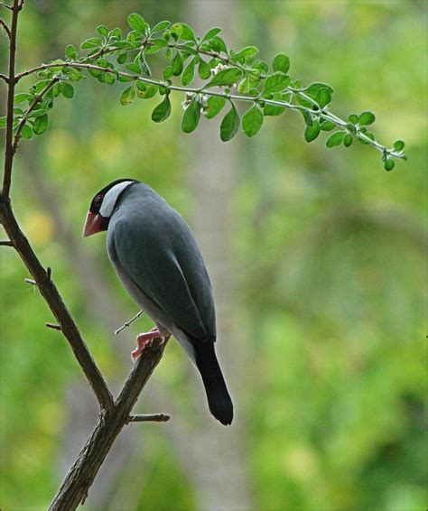 Image result for Java Sparrow Animal