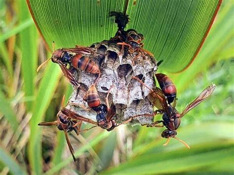 Types of Wasps in NZ に対する画像結果