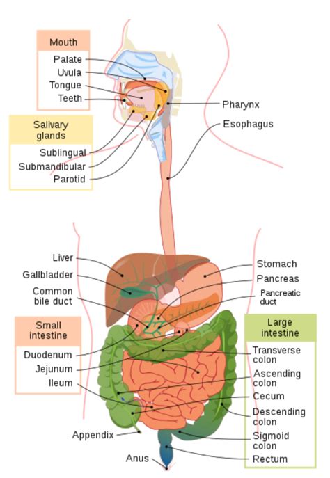 Image result for Compaction Digestive System