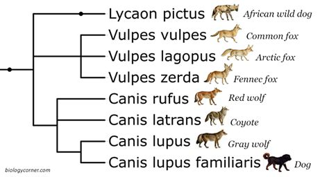 Image result for Dog Evolution Cladogram