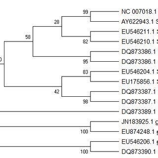 Image result for Maximum Likelihood Evolution