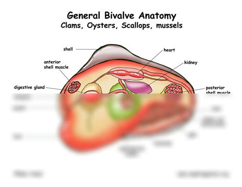 Image result for How to Bivalve Cast