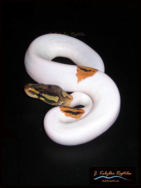 Afbeeldingsresultaten voor Pumpkin Pie Ball Python