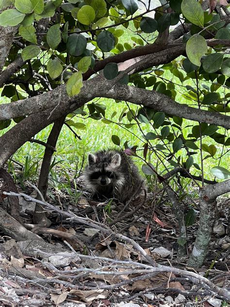 Image result for Raccoon Scats Identification Chart