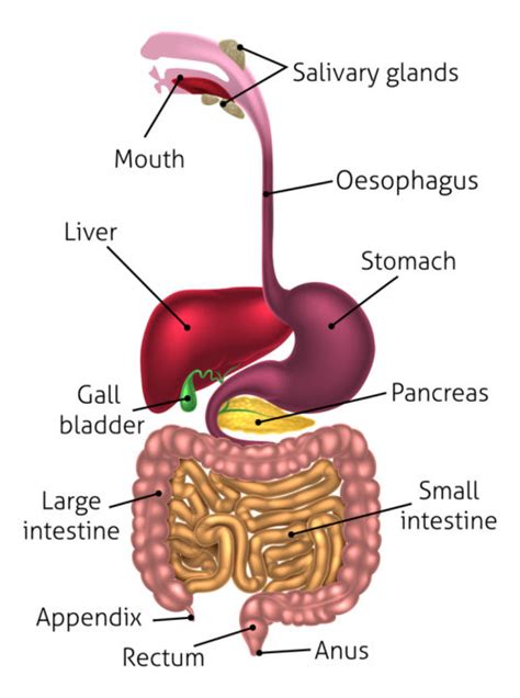 Image result for What Is a GI Tract