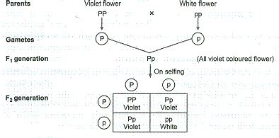 How to Get F2 Generation に対する画像結果