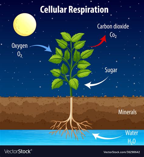 Cellular Respiration Easy に対する画像結果