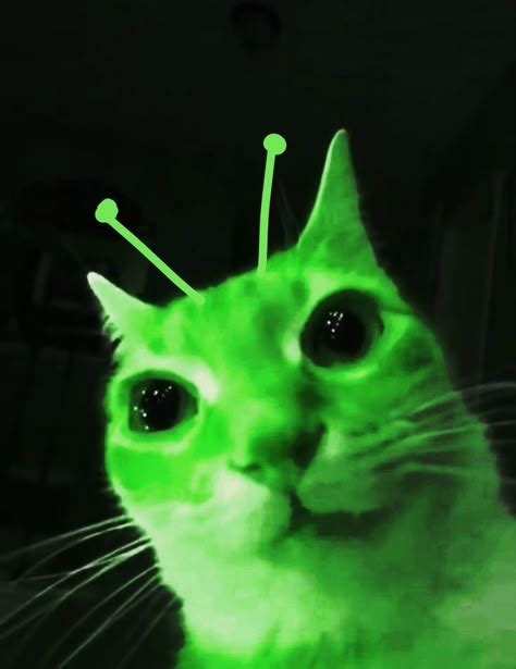 Image result for Alien Cat PNG