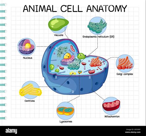 Image result for Animal Cell Chart