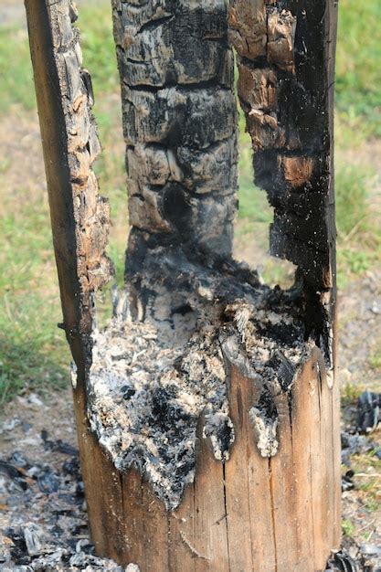 Toradh íomhá ar Close Up Tree Diagram