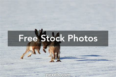 Jumping Animals に対する画像結果