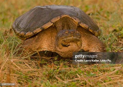 Image result for Snapping Turtle Shell Side View