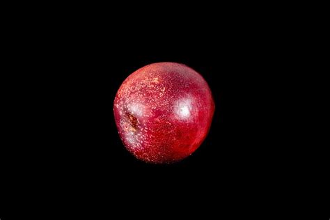 Image result for Nectaries Photo