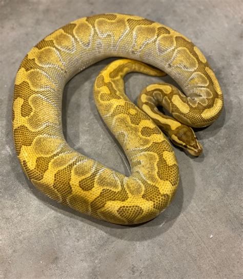 Résultat d’images pour Lesser Specter Ball Python
