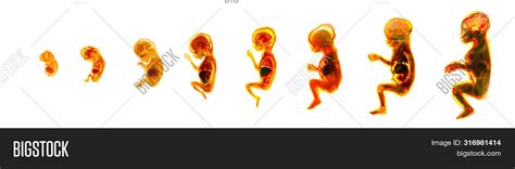 Maturation Cycle に対する画像結果