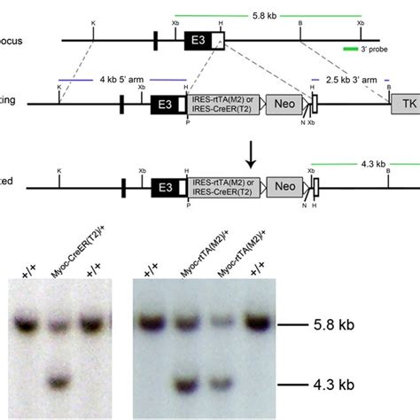 Afbeeldingsresultaten voor Creer Tarmoxifen