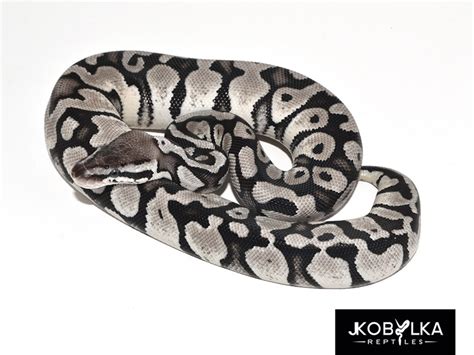 Image result for Axanthic Pastel Ball Python