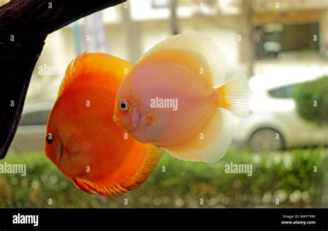 Freshwater Discus Fish に対する画像結果
