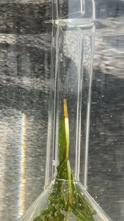 Image result for Hydrilla Experiment Diagram