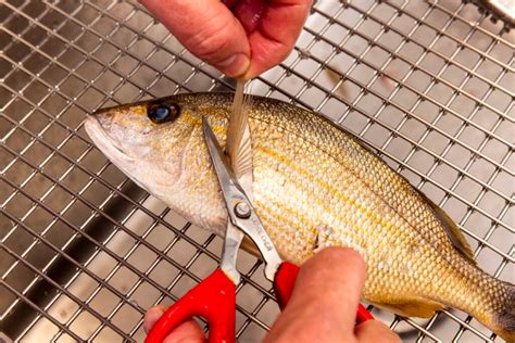 Image result for How to Clean Spots or Croacker Fish