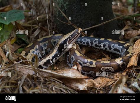 Afbeeldingsresultaten voor Red X Short-Tailed Python