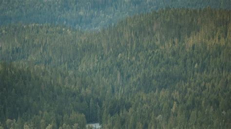 Image result for Christmas Tree Program