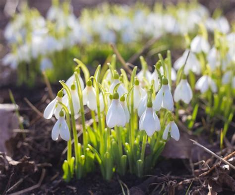 Résultat d’images pour Snowdrop Spring Flowers
