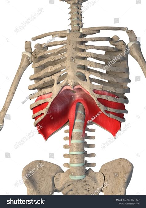 Image result for Diaphragm Gate Design