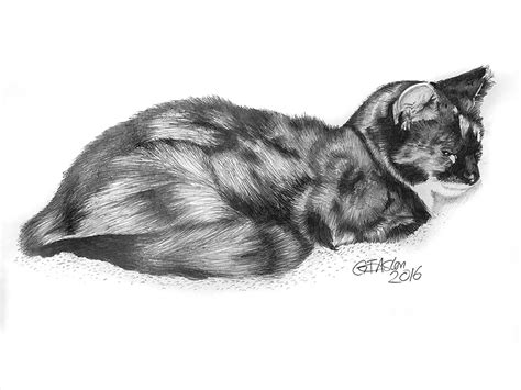 Shell Cat Drawing に対する画像結果