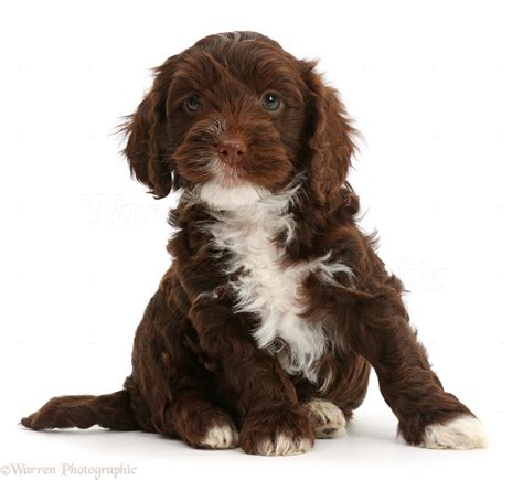 Chocolate Brown Cockapoo Adult に対する画像結果