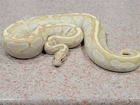 تصویر کا نتیجہ برائے Adult Banana Lesser Ball Python