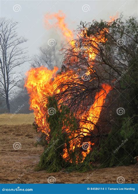 Image result for Controlled Tree Fire