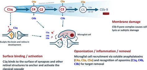 Toradh íomhá ar Classical Pathway Complement Activation Microscopy