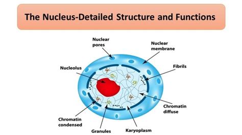 Image result for Cell Nucleus Structure and Function