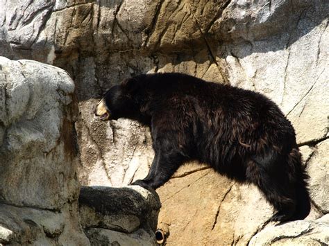 Image result for Object Detection Animal