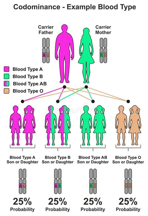 Image result for Blood Types Example for Codominance