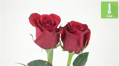 Image result for Roses Clean