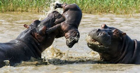 Hippo Predators-এর ছবি ফলাফল