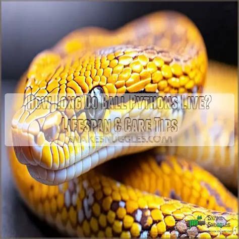 Image result for How Long Can a Python Get