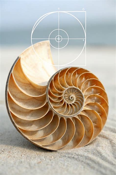 Toradh íomhá ar Fibonacci Geometry