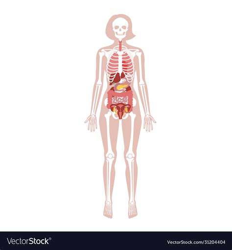 Image result for Female Skeleton Internal Anatomy