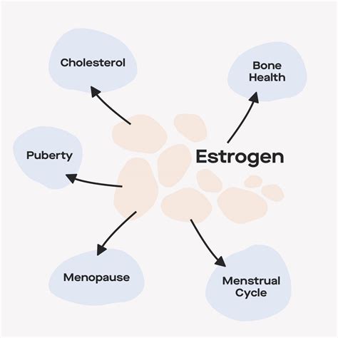 Image result for Estrogen Receptor Signaling Pathway