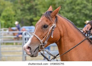 Image result for Horseback Sorting Cattle