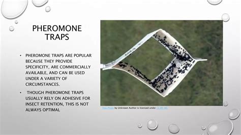 Image result for Scan Sampling Method in Pollinators