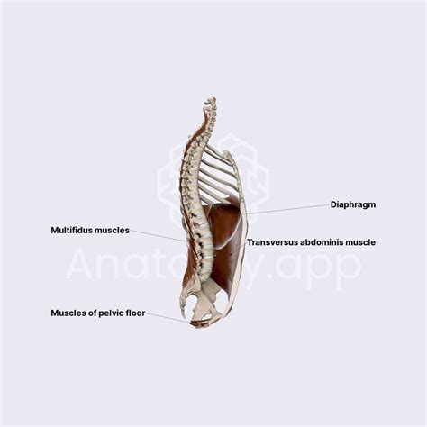 Core system | Anatomy.app