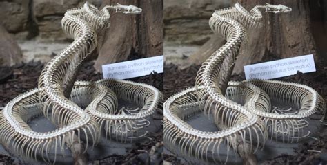 Burmese Python Skeleton に対する画像結果