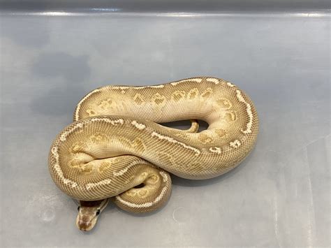 Afbeeldingsresultaten voor Sunset Combo Ball Python