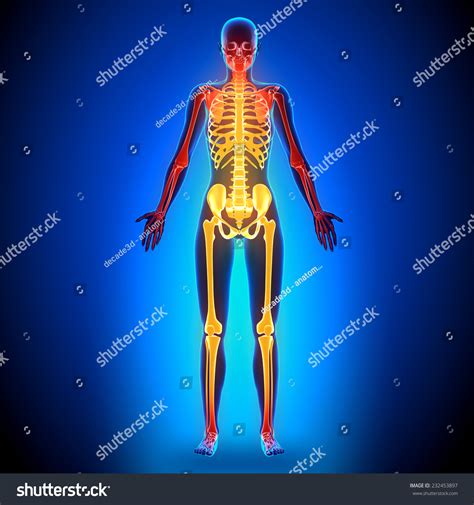Image result for Female Skeleton Internal Anatomy