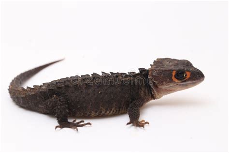 Toradh íomhá ar Red-Eyed Python